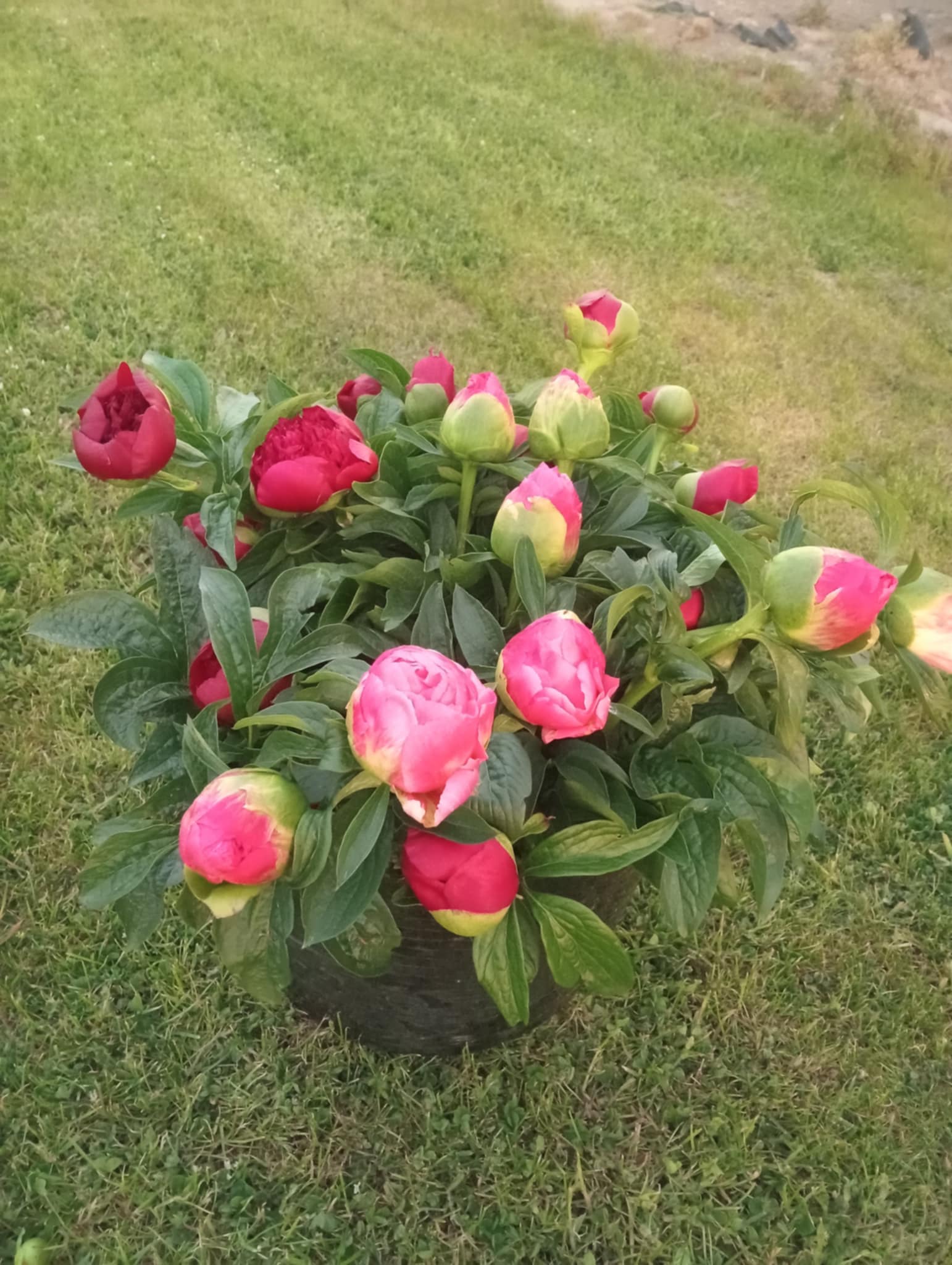 Mixed Bunch